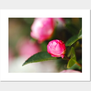 Pink Camellia Bud Posters and Art